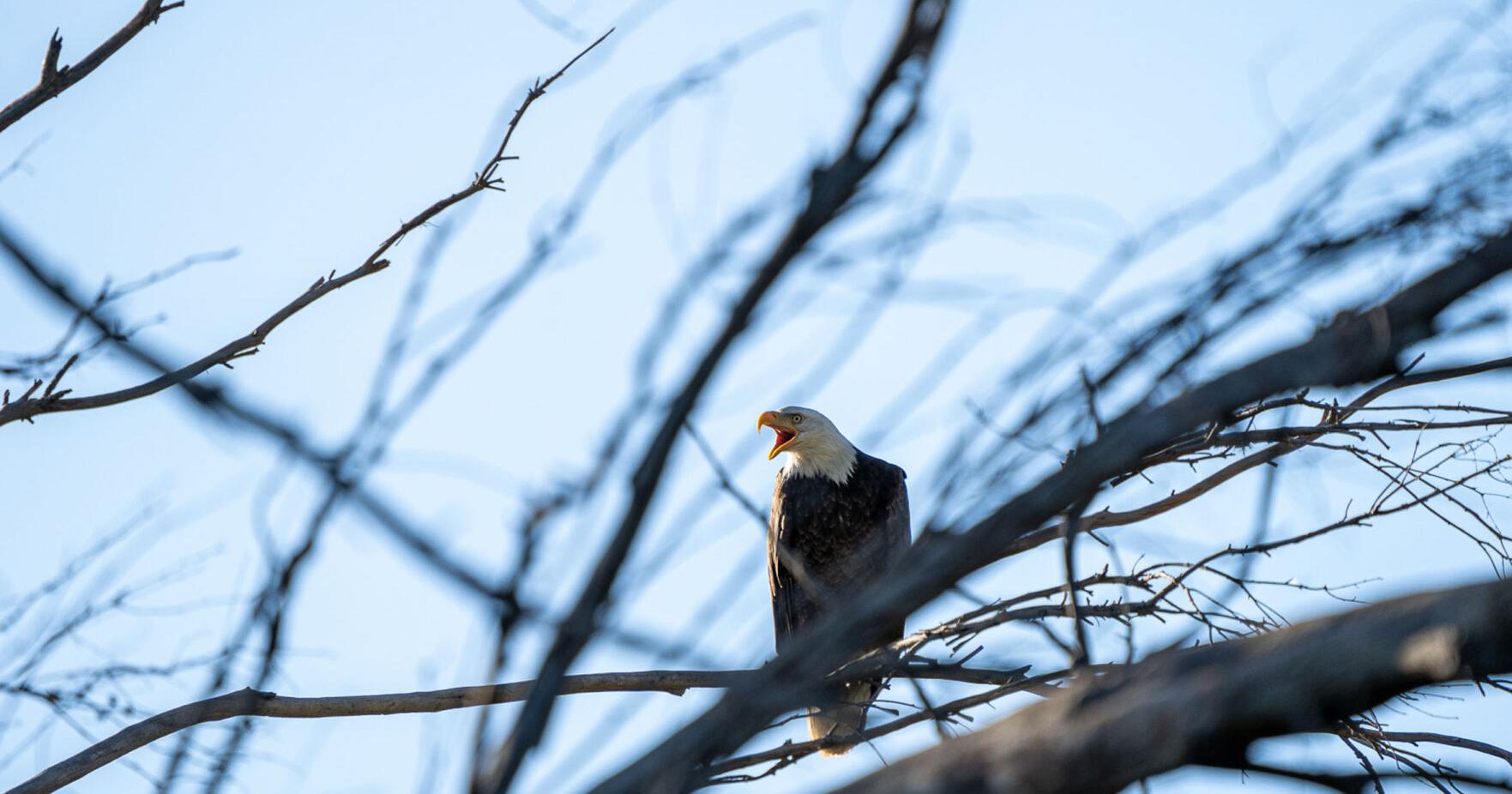 Bald eagles given names in Prado Wetlands - Vimarsana News