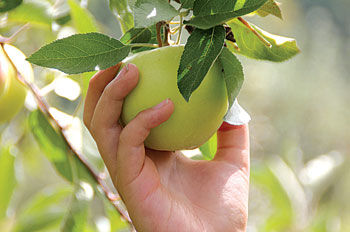 Fall harvest fruits and vegetables