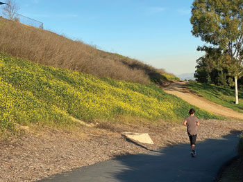 mustard blooms