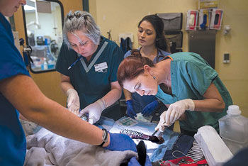 vca valley oak veterinary center