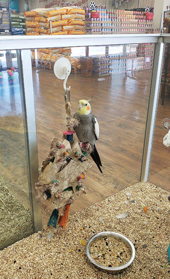 pet stores that sell cockatiels