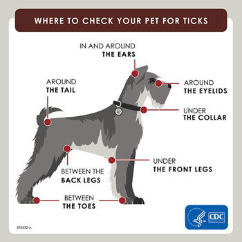 can a tick on a dog make it sick