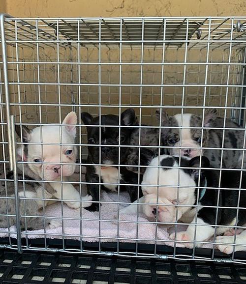French Bulldogs kept in cages and unsantiary conditions rescued from Chino Hills apartment this morning