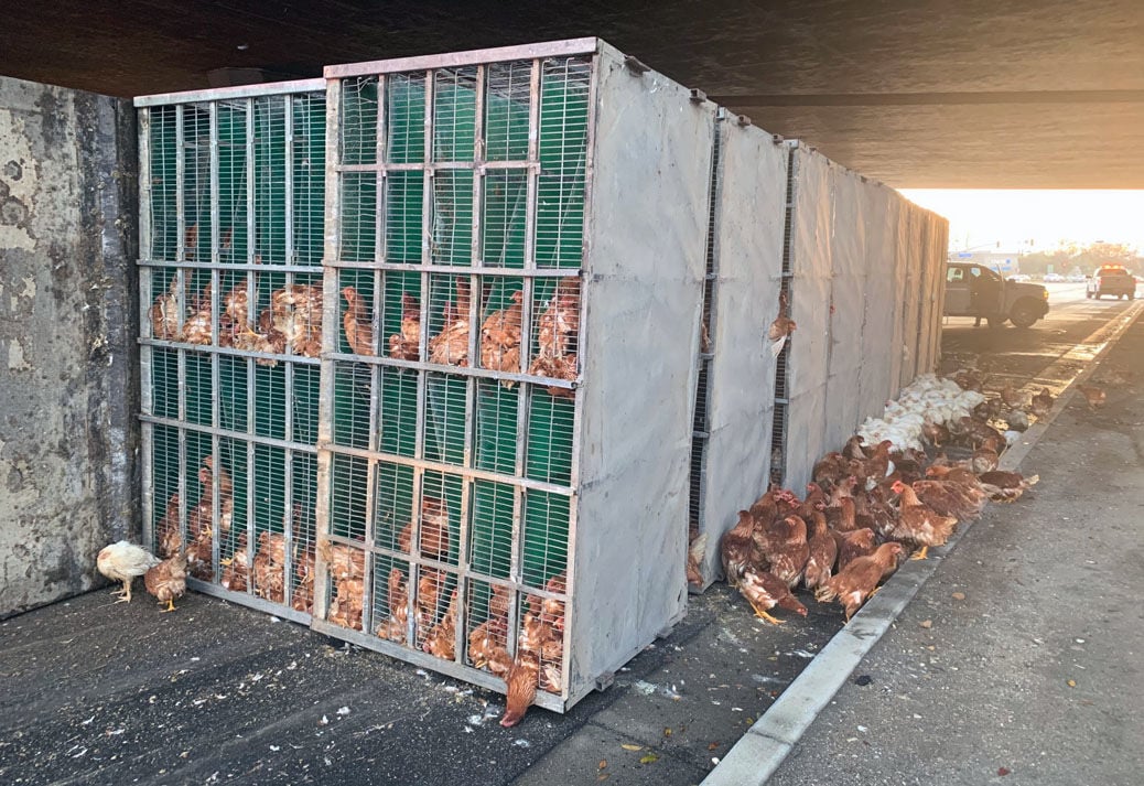 Semi truck carrying hundreds of chickens overturns on Grand Avenue