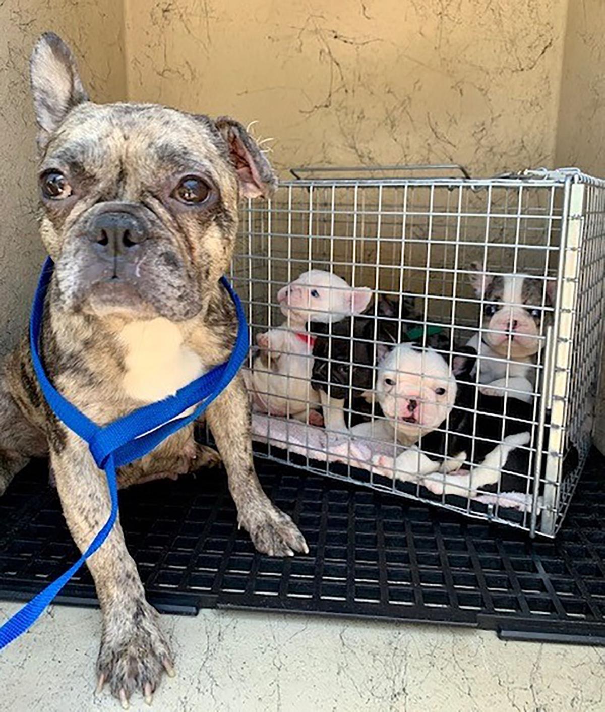 French Bulldogs Kept In Cages And Unsantiary Conditions Rescued From Chino Hills Apartment Saturday Morning News Championnewspapers Com