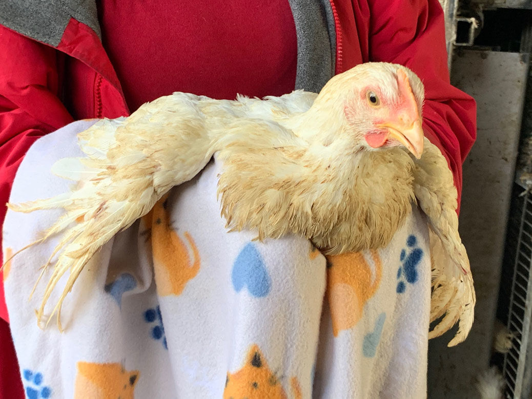 Semi truck carrying hundreds of chickens overturns on Grand Avenue