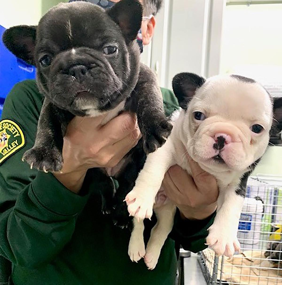 French Bulldogs kept in cages and unsantiary conditions rescued from