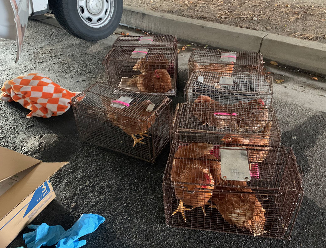 Semi truck carrying hundreds of chickens overturns on Grand Avenue