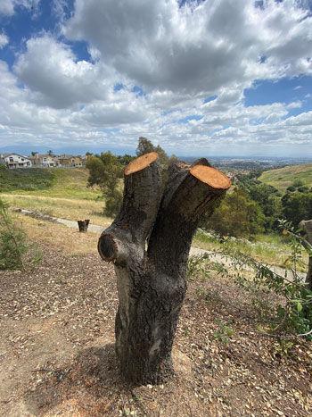 Four Residents Charged With Cutting Trees On City Land News Championnewspapers Com