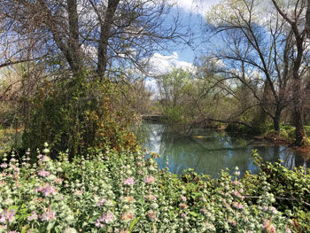 Chino Creek Wetlands