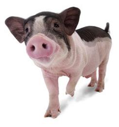 Pros And Cons To Keeping Pigs As Pets Pet Paparazzi Championnewspapers Com