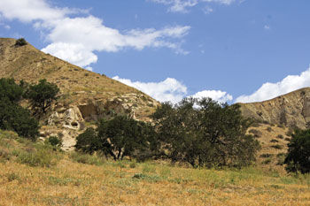 are dogs allowed in chino hills state park