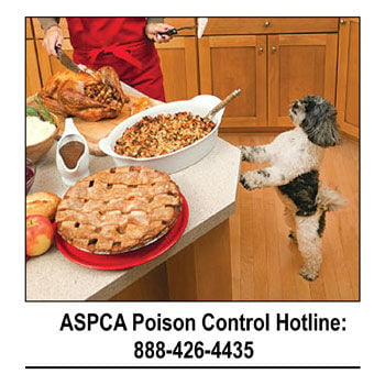 Thanksgiving Pet Safety Tips Pet Paparazzi Championnewspapers Com