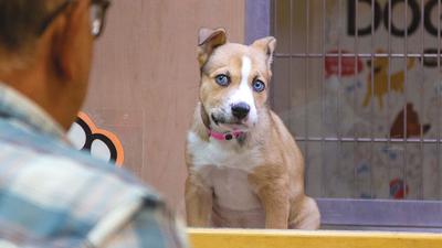 Puppy store raises funds for kennels