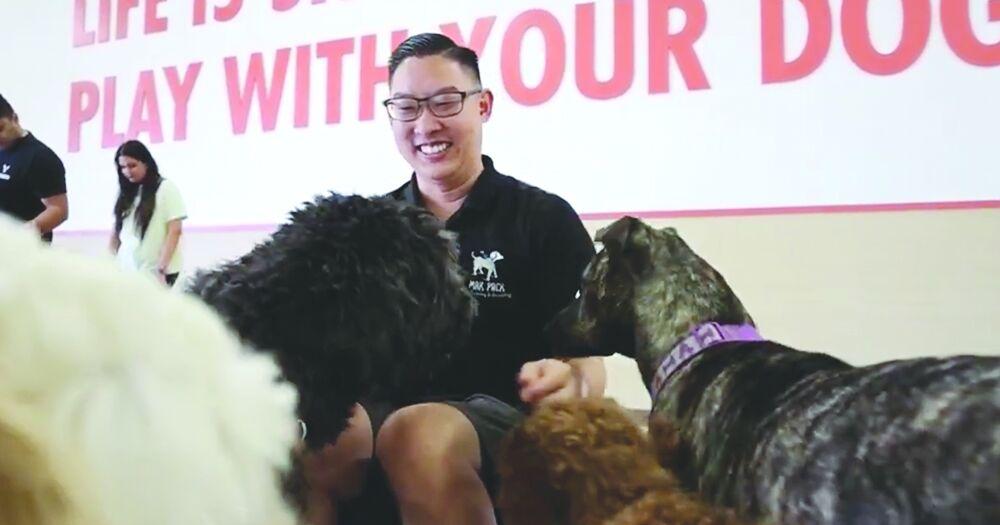 Puppy Training in Chandler Arizona for Well-Behaved Pets