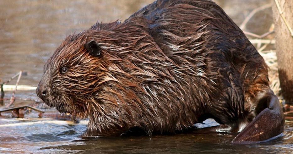 Wildlife Profile: Getting to Know the American beaver ...