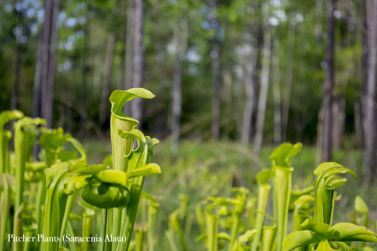 Watson Rare Native Plant Preserve Features