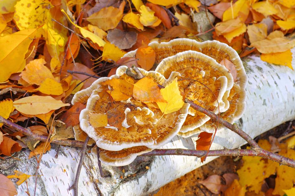 Turkey Tail Mushrooms Healthy Living