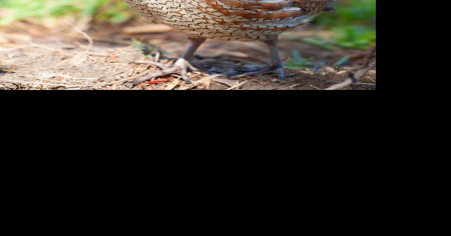 The State of Texas Quail | Features | charmeasttexas.com