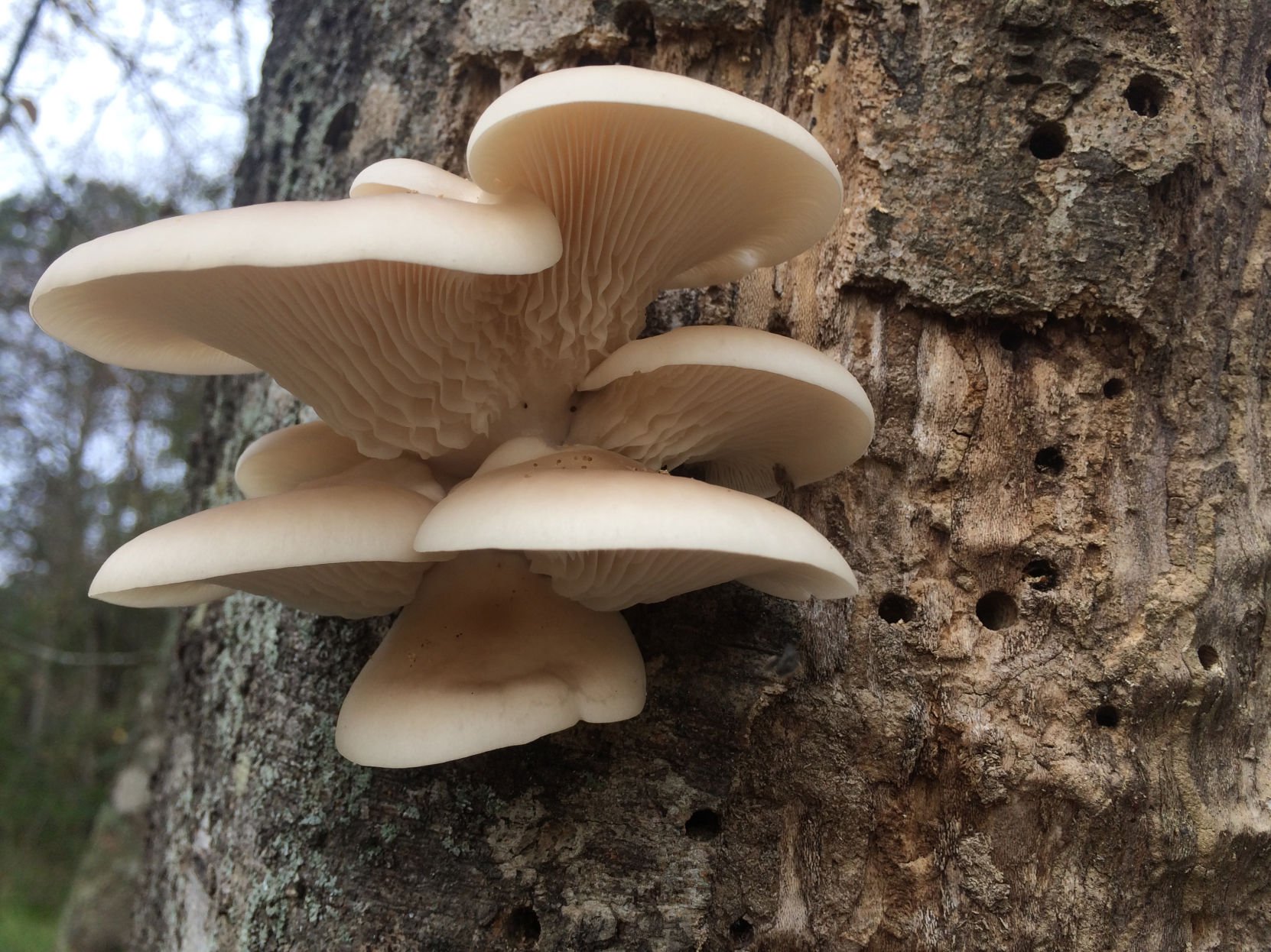 Oyster mushroom aphrodisiac Food Drink charmeasttexas