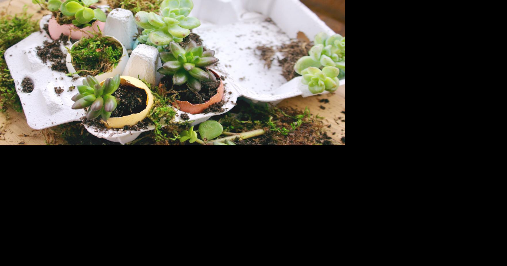 Eggshell Planter DIY | Charm at Home | charmeasttexas.com