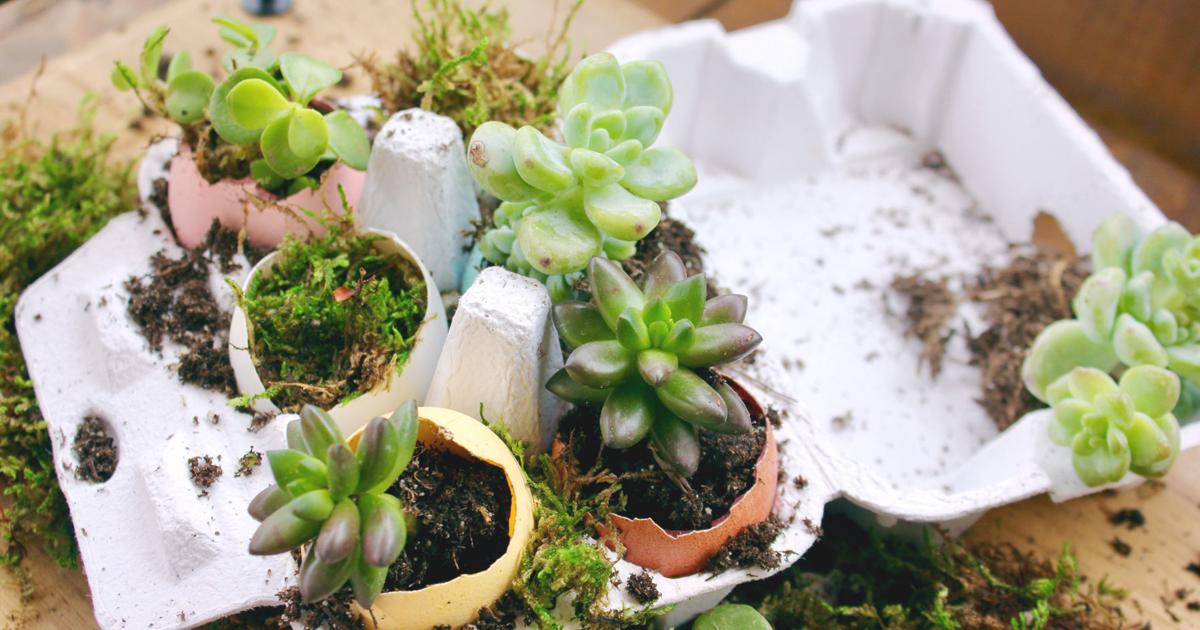 Making Pot Using Eggshell Eggshell Planter DIY | Charm at Home | charmeasttexas.com