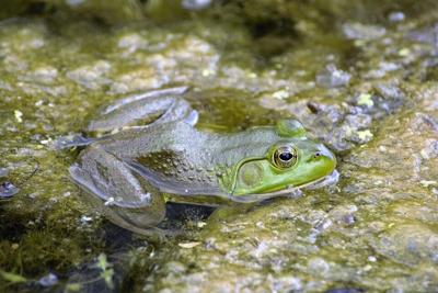 Frog hunting offers opportunities for Pittsylvania County hunters, News