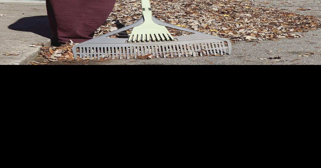 Leaves are falling Chatham outlines leaf pickup schedule News