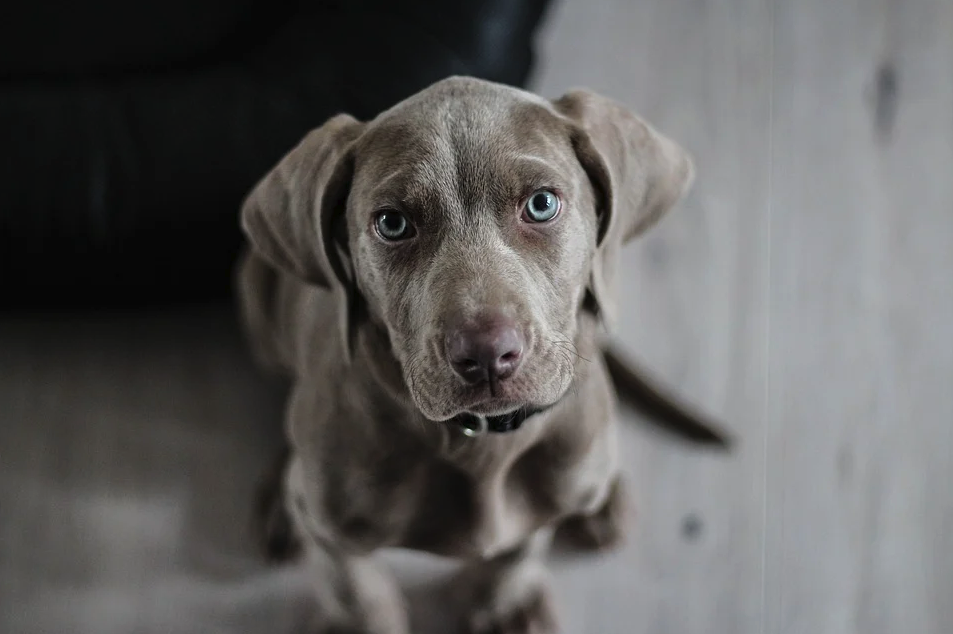 Pittsylvania County Pet Center Launches Thanksgiving Foster Program News Chathamstartribune Com