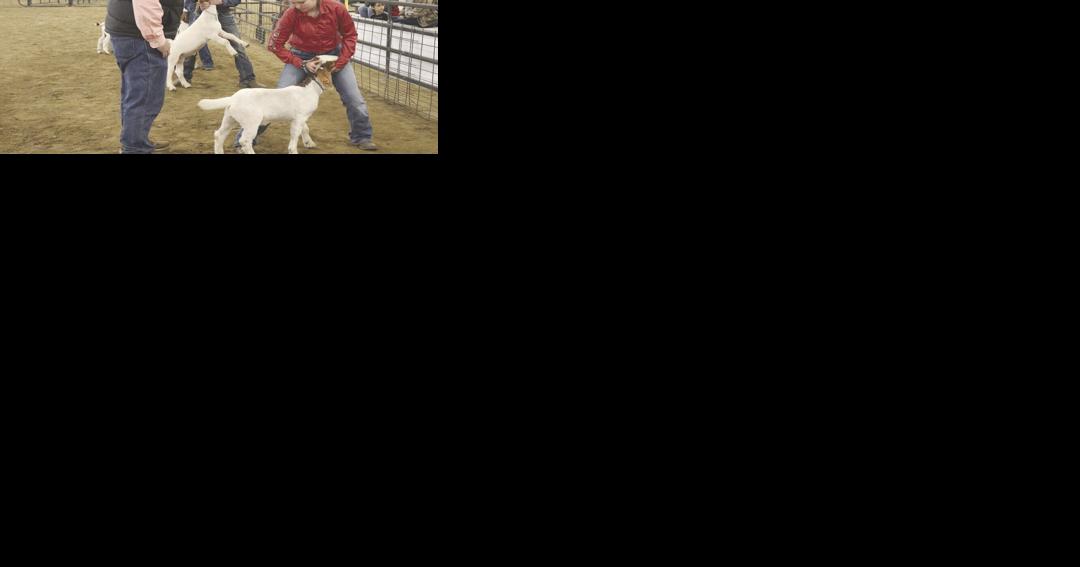 Livestock show teaches lessons on animal care - Vimarsana News