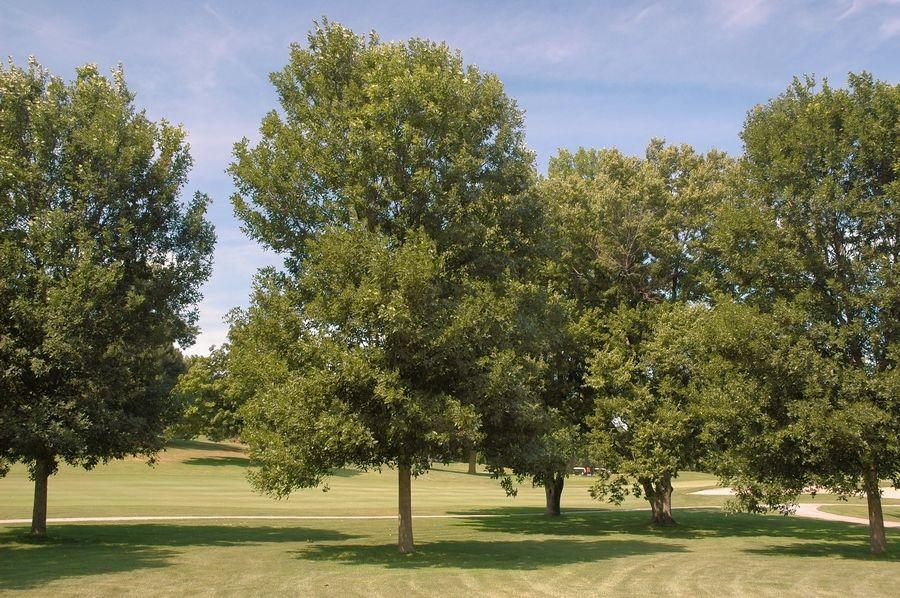 Virginia Department of Forestry offers cash reward to remove ash trees