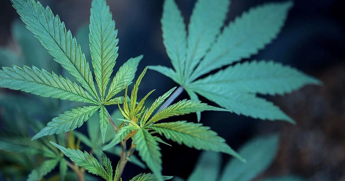 Virginia Cannabis Market Remains on Hold After Governor’s Veto
