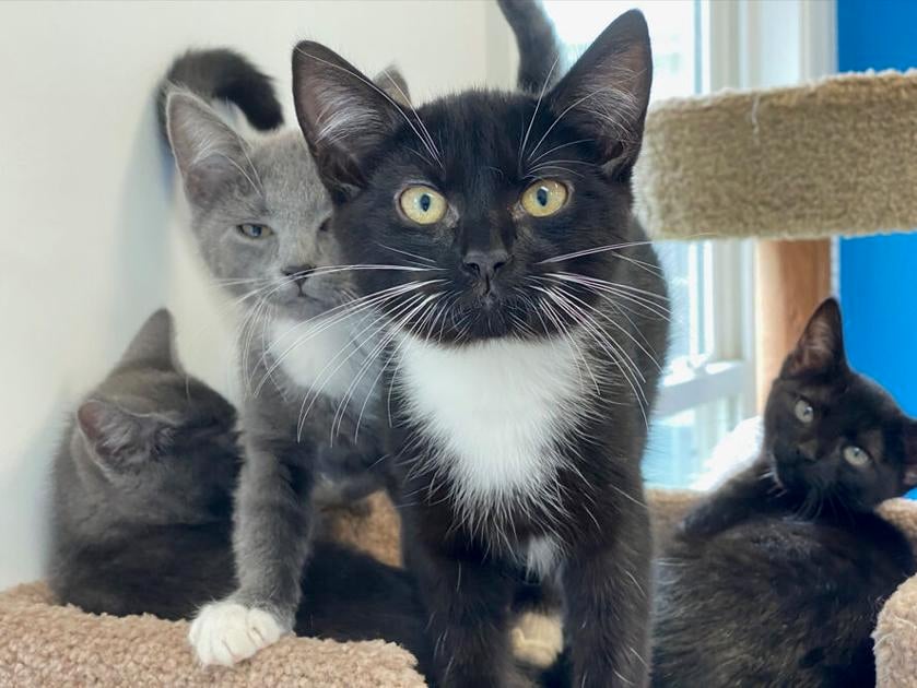 Danville Animal Shelter Faces Criticism As Others Move Toward No Kill News Chathamstartribune Com