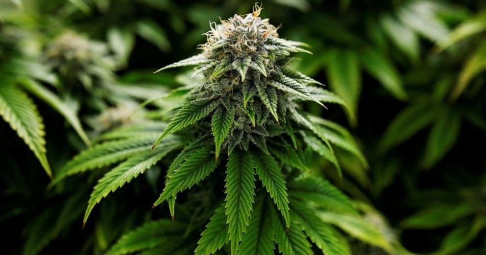 Bill to establish a licensed and regulated recreational marijuana market put forth in Virginia