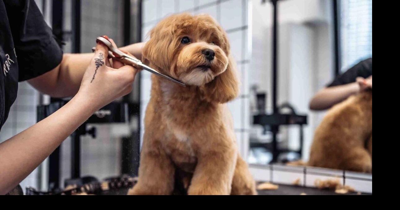 Proposed Taxes on Food Delivery, Pet Care & More