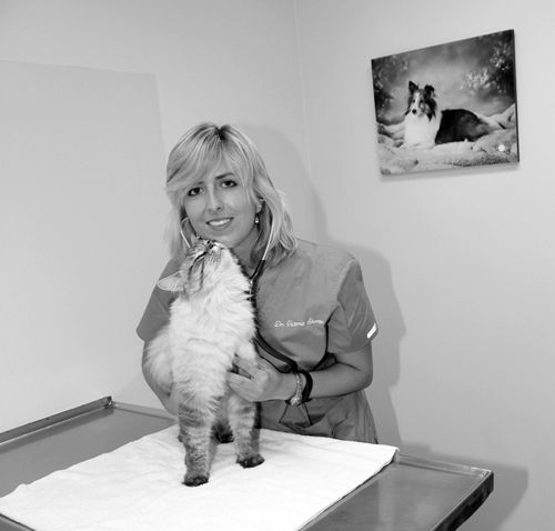 Chatham Animal Clinic welcomes new vet | News 