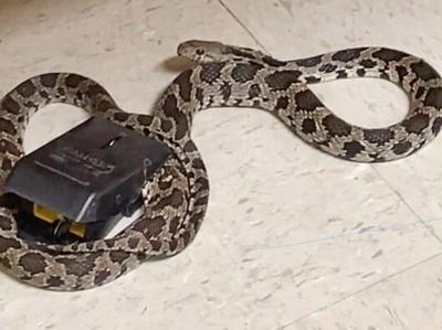 eastern fox snake sneaks into alert