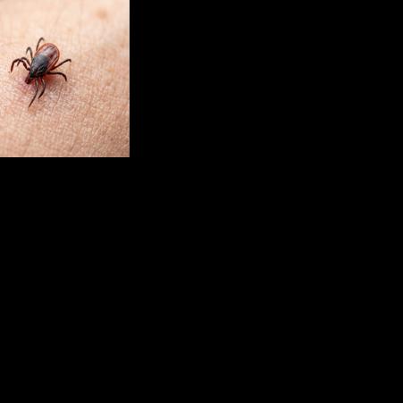 Striking new study reveals more than half of WI deer ticks carry Lyme disease bacteria