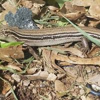 Wisconsin home to small pockets of unique lizards called skinks ...
