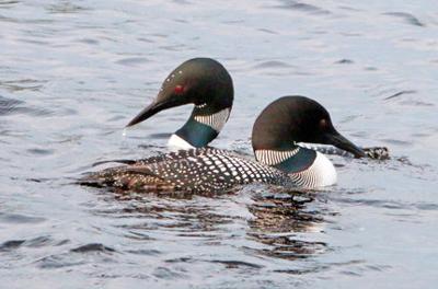 Loons