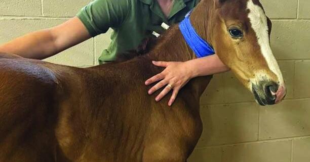 Cameron Veterinary Clinic celebrates new addition to its staff