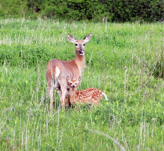 Mother and fawn