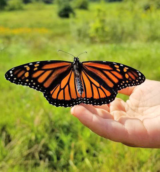 half wing monarch butterfly image
