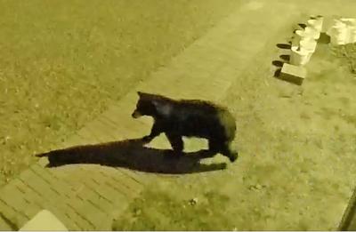 Black bear