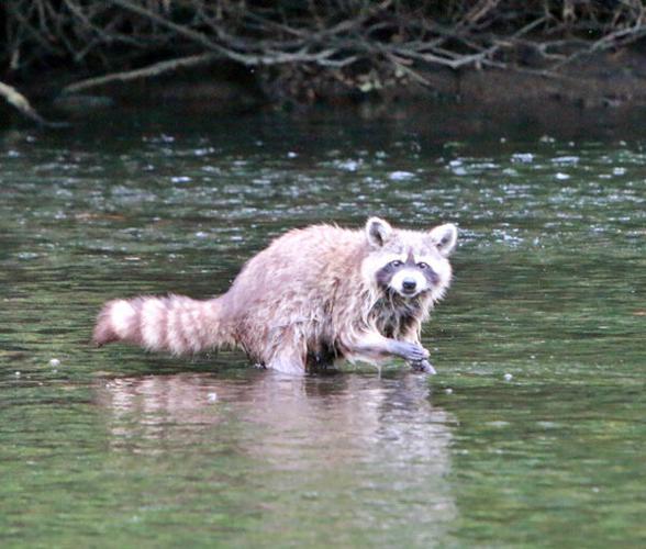 Raccoon in the river