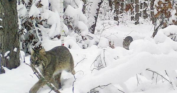 Data Dashboard detects Wisconsin’s wildlife