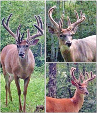 Unicorn deer