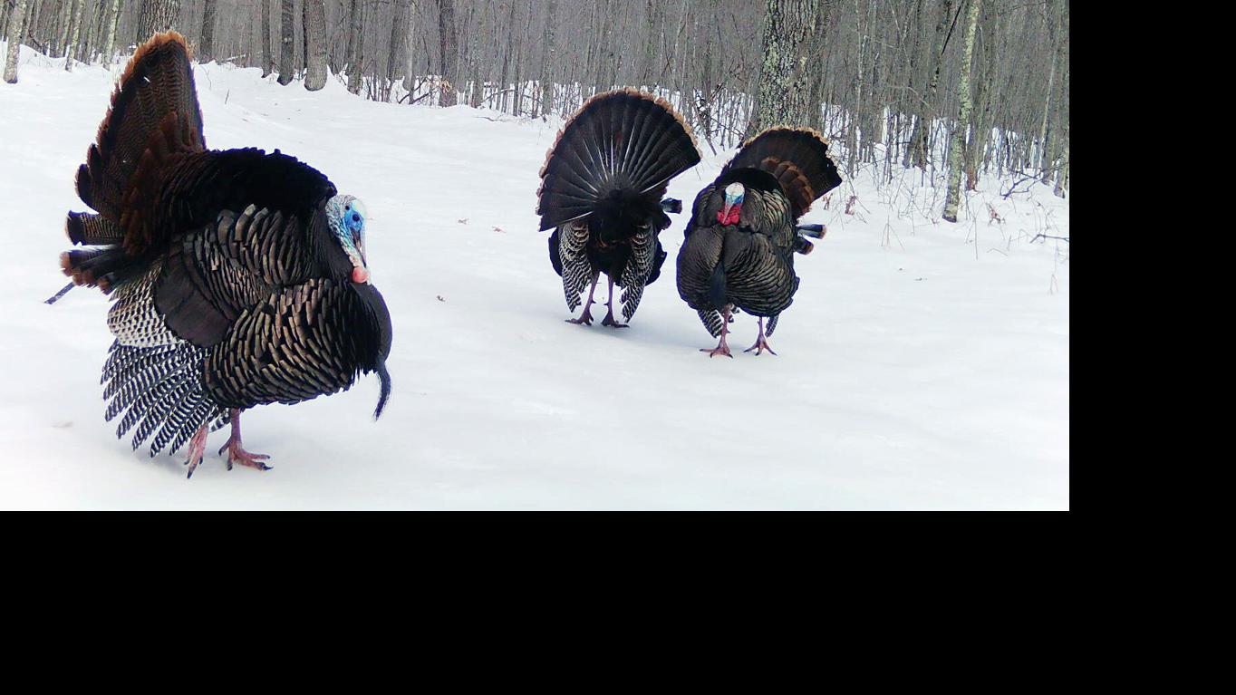 Bonus harvest authorizations for spring turkey season available this ...