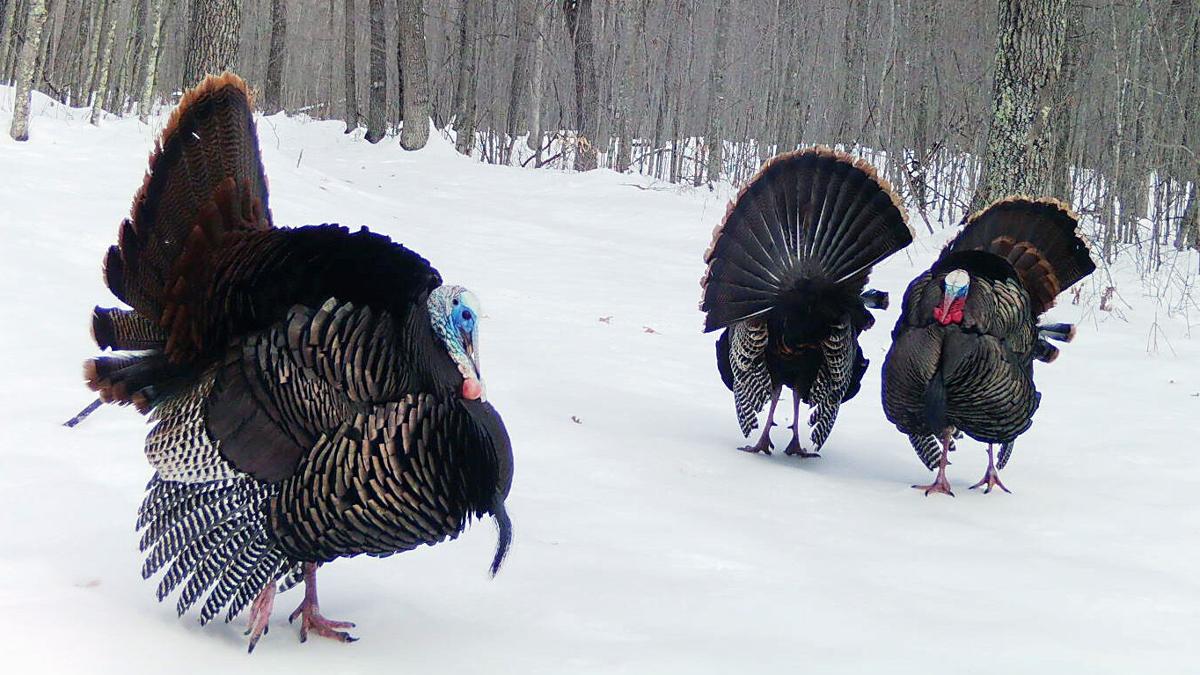 Bonus harvest authorizations for spring turkey season available this ...
