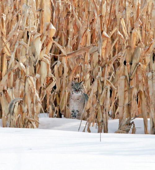 Bobcat
